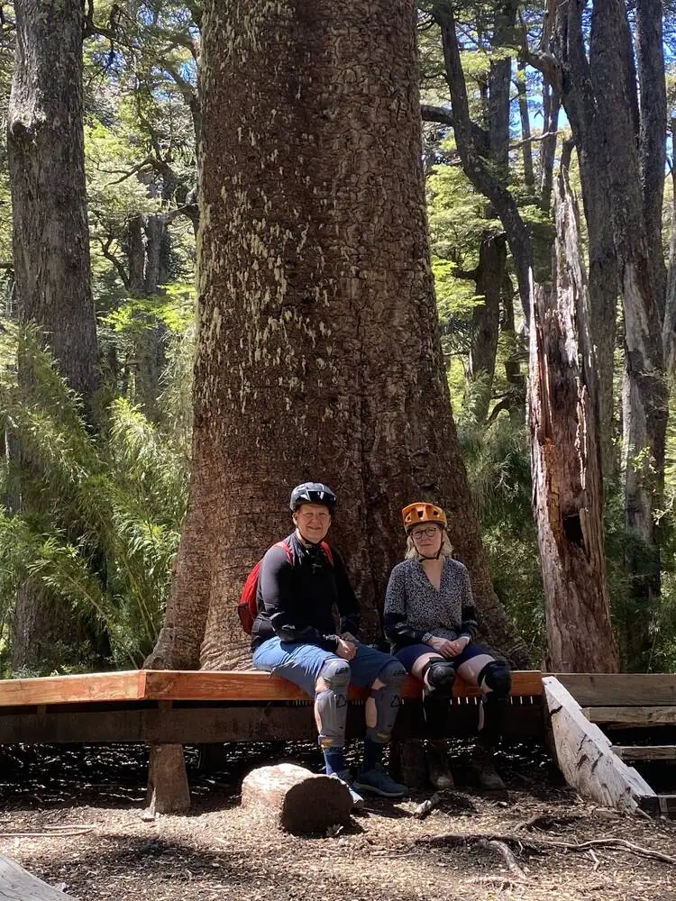 Pareja junto a un árbol gigante en el bosque de Palguín