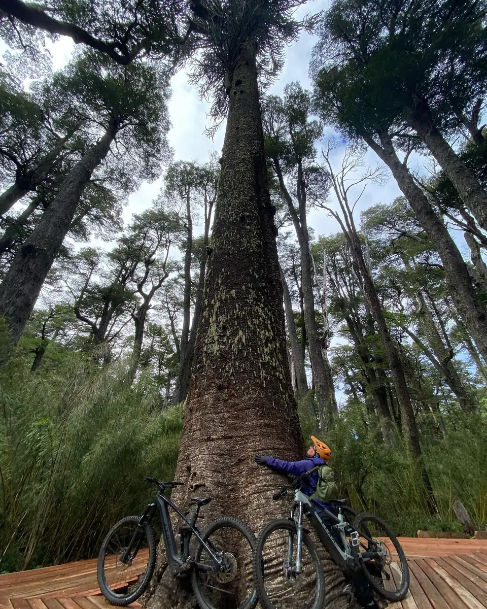 E-bike junto a una araucaria milenaria en Chinay